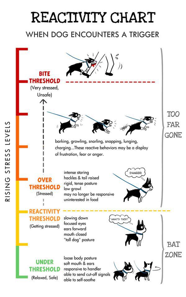 reactivity threshold | No Monkey Business Dog Training